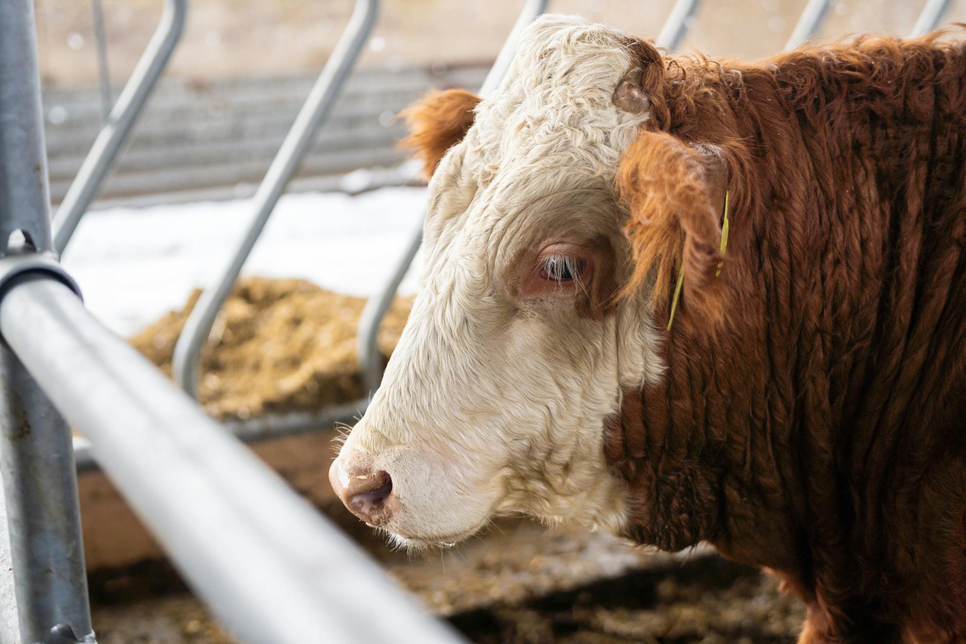 Asbestos Exposure at National City Stockyards East St. Louis — Illinois: Former Worker Claims